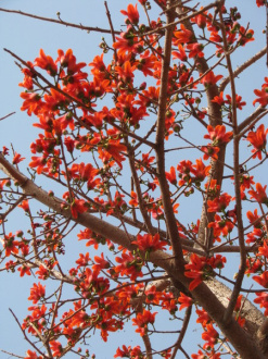 02 Arbre Rouge   Gros Plan